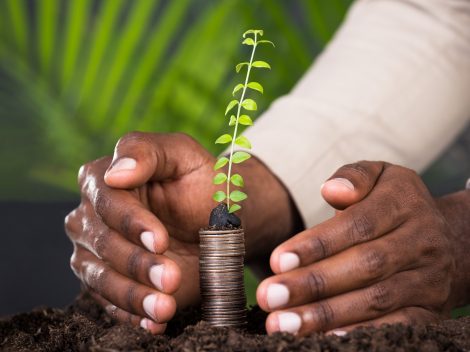 image of a mans hands around a seedling placed on top of coins
